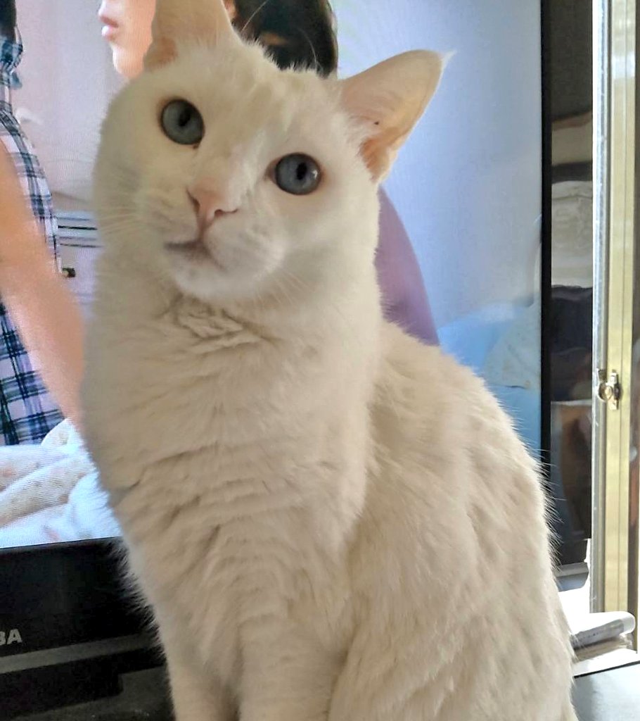 今週は派遣とかあるけど
短時間だしゆったりです🐢

<来週いそがしいニャね>
　＃白猫