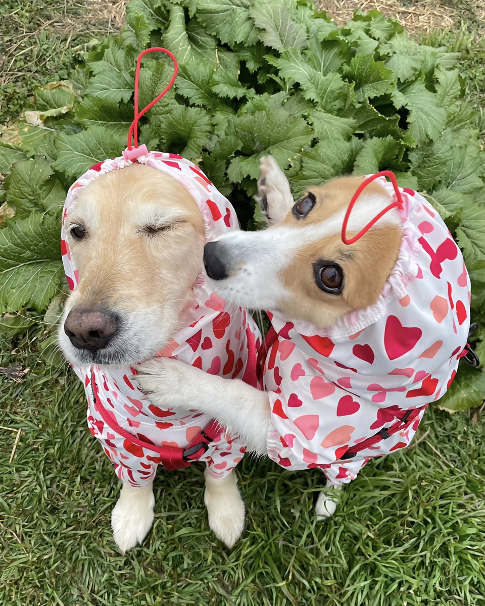 こま：「朝から雨だねッェ・・・」
サン：「うん、でもなんか全然寒くないから、もう雪は降らないのかな？」
こま：「今日はお休みだけど、あのコもお休みかな？」
サン：「お部屋で出来る趣味があると、雨降っててもイイよねッ！じゃあいくよッ、せえのッ！」