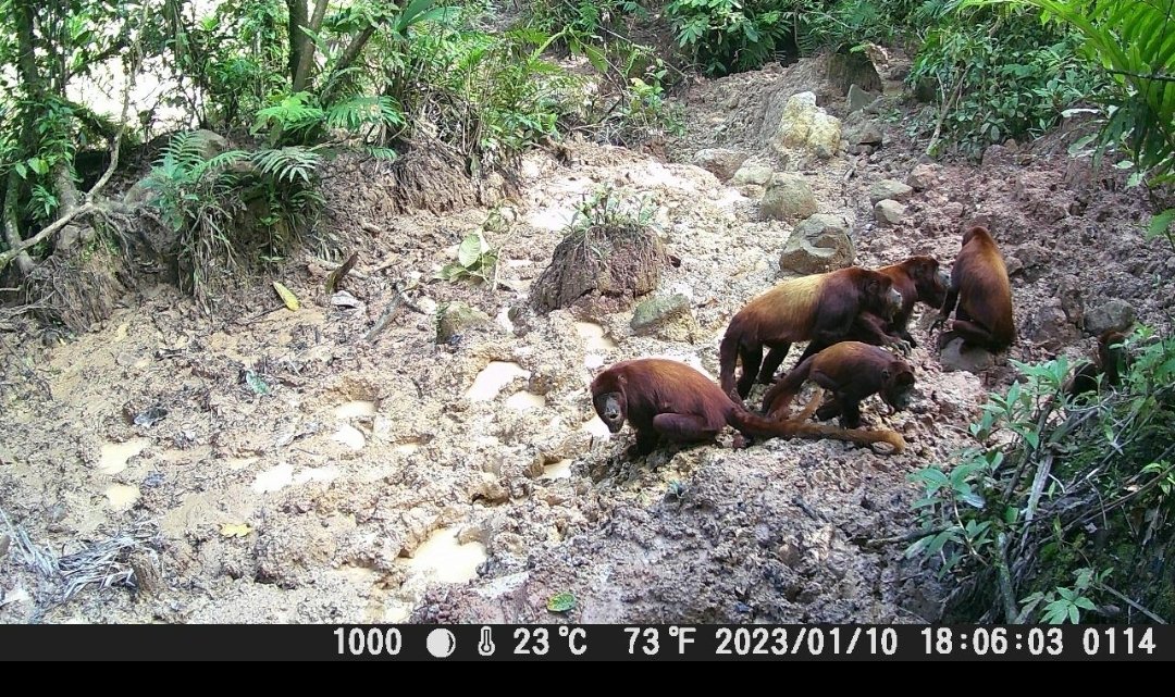 LUIS FUENTES tweet media