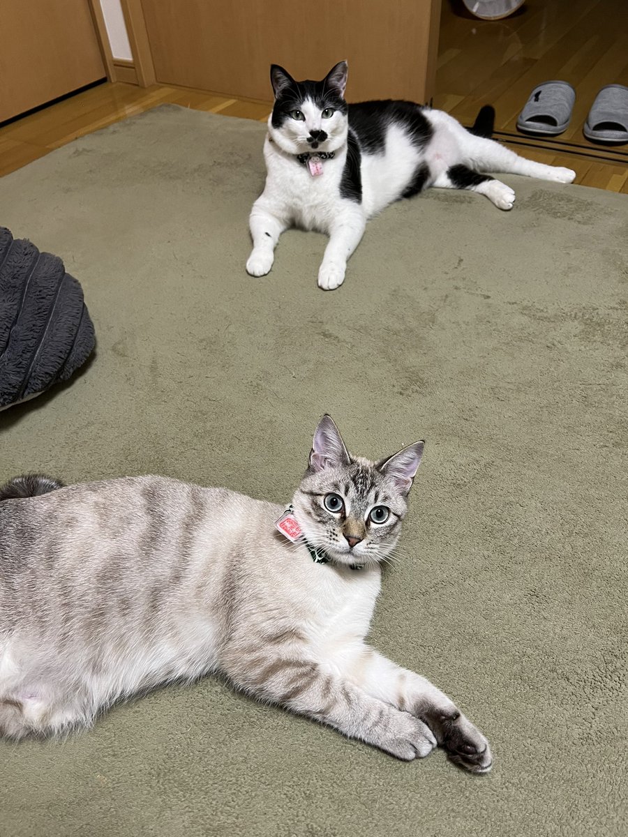 おはよう〜 #ねこかわいいね #アルク3歳 8.7kg #サナ9ヶ月 5.5kg