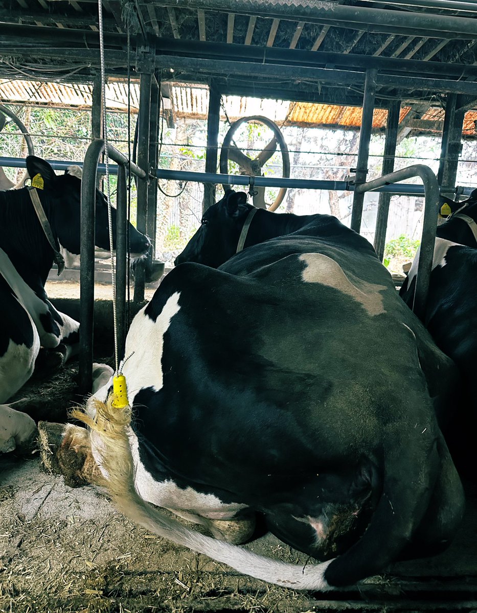 牛さんの尻尾吊り🐮

ちょっと試してみてる！