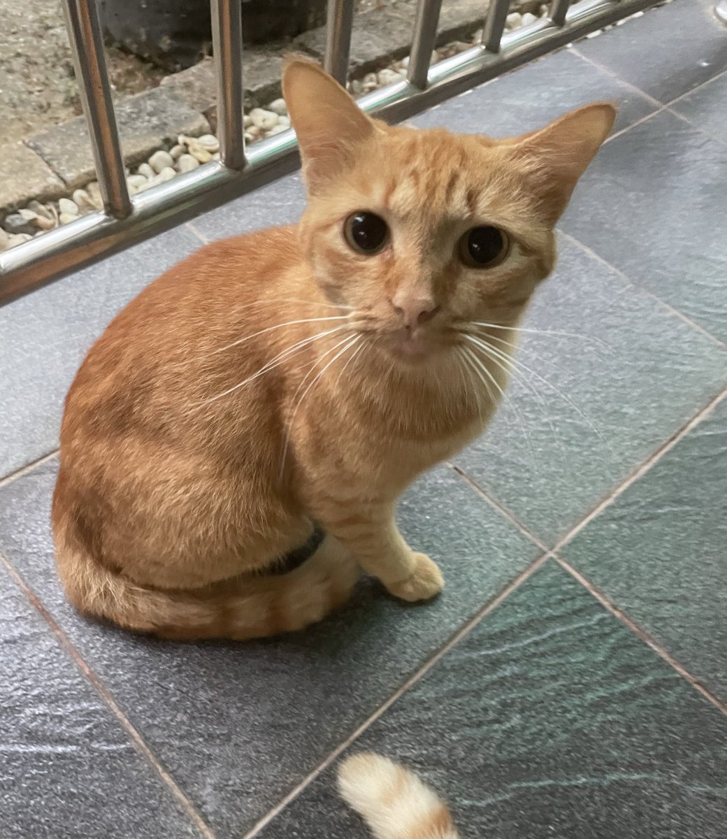 nurullbt's tweet photo. @DijahSB Looks just like my kitty 😍 https://t.co/AIDfnN86v9