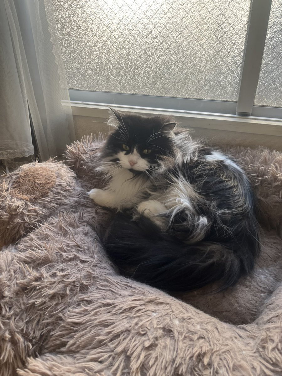 くまさんのおてて大好きにゃ😸 #猫好きさんと繋がりたい #サイベリアン