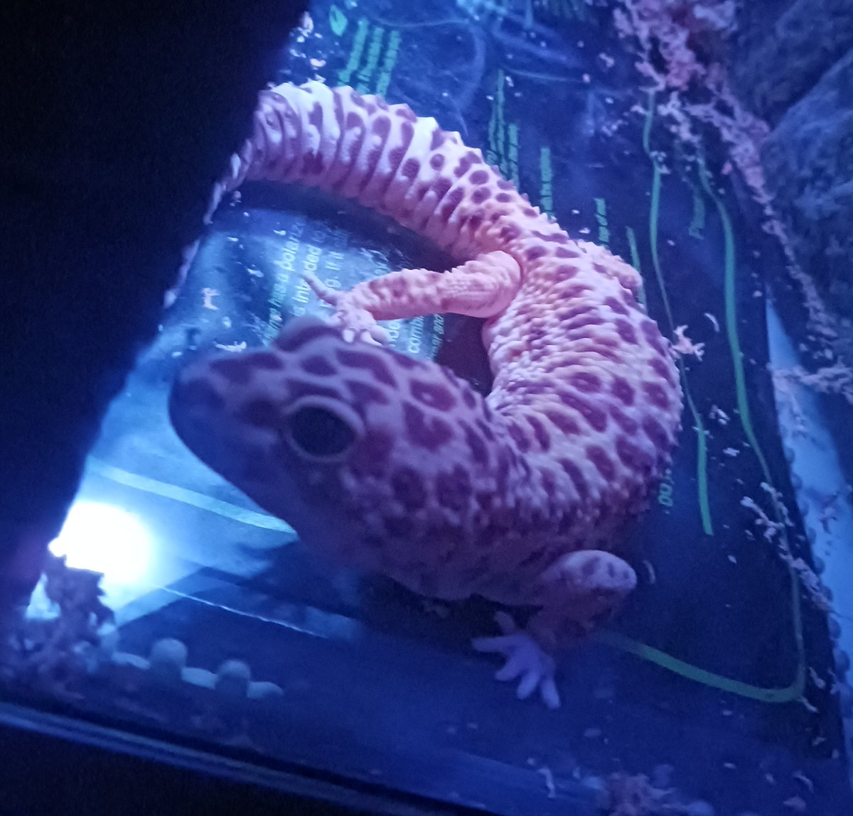 fiore_rae's tweet photo. Say bye Haku! Got when he was 3 &amp; had him 14 yrs, long commitment 4 me...I have cherished him, his tiny self &amp; his beautiful colors!!! I'm heart broken &amp; feel like a failure but hope with all my soul it was the best 4 my gecko baby... See you again one day, your gecko mom~ #grief https://t.co/NxqhV4WC4C