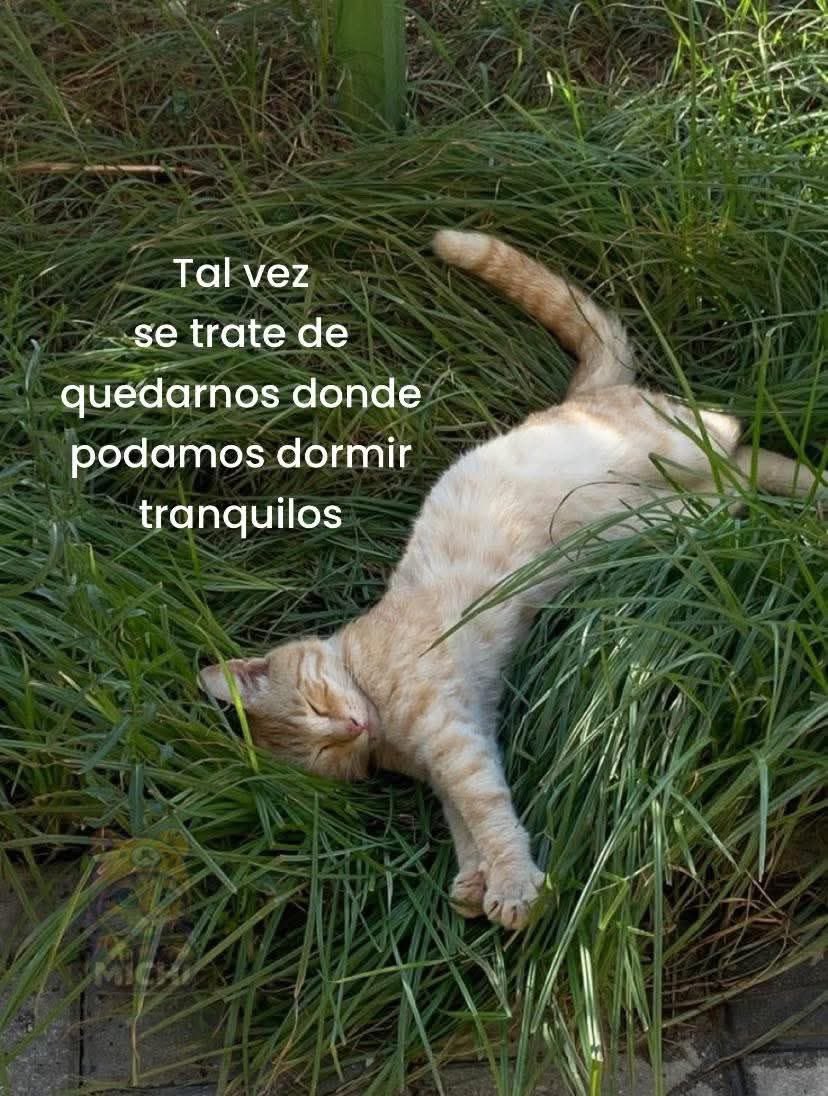 nacional_memes's tweet photo. 🐱 https://t.co/YQN6AA6rZz
