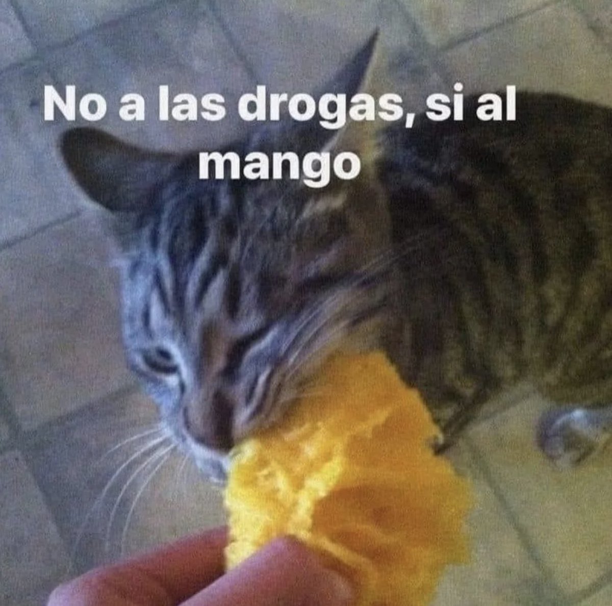 gatos fazendo gatices (@gatinarios) on Twitter photo 