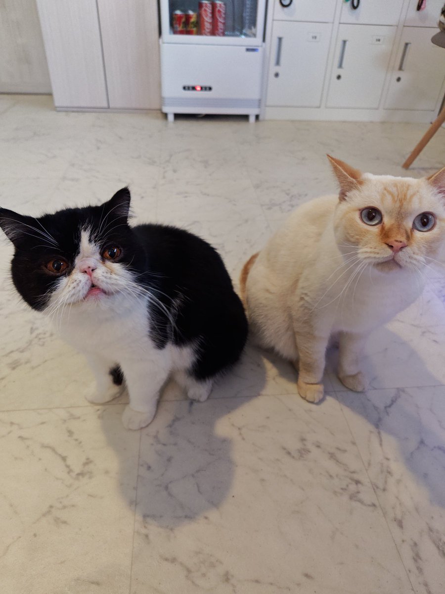 猫Cafeごろにゃん tweet media