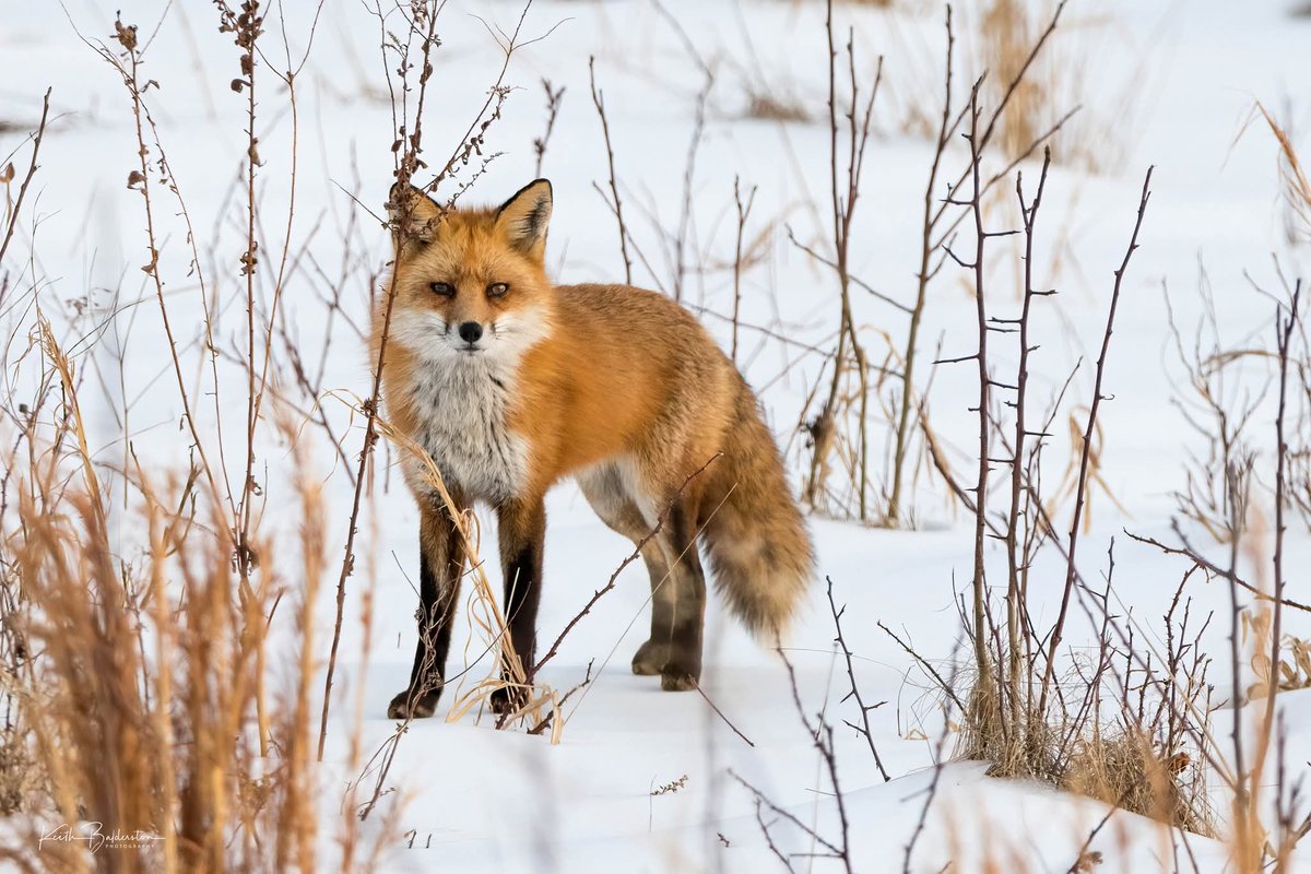 Keith Balderston tweet media