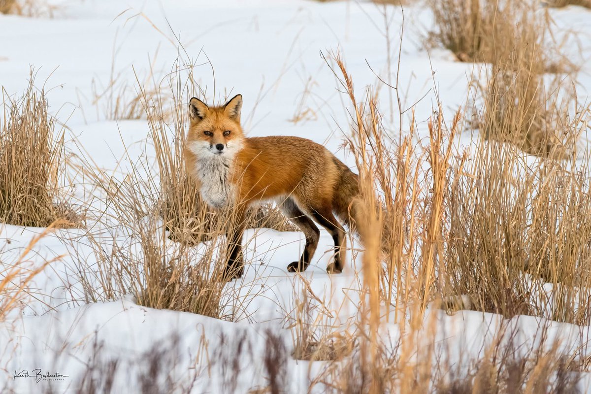 Keith Balderston tweet media