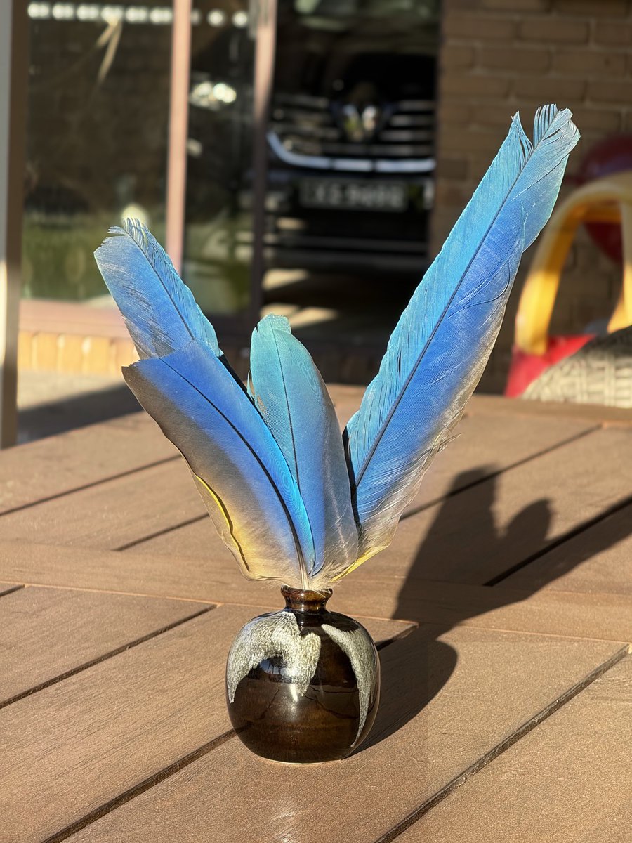 RowanDodds's tweet photo. Managed to get my hands on a few lovely and large macaw feathers. These should make great #quills 🪶 https://t.co/BQTPOy0sQn