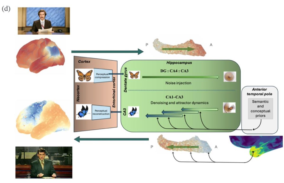 DrBreaky's tweet photo. The Hippocampus as a Latent Diffusion Engine for the Brain

... with @DavidJonesBrain 

Updated preprint: https://t.co/Jo4GZUc2zq https://t.co/u1ZPSYxzh5