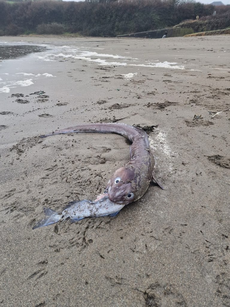 حاول ان يأكل سمكه اكبر منه
ثم اختنق ومات 😉🤷🏻‍♂️.