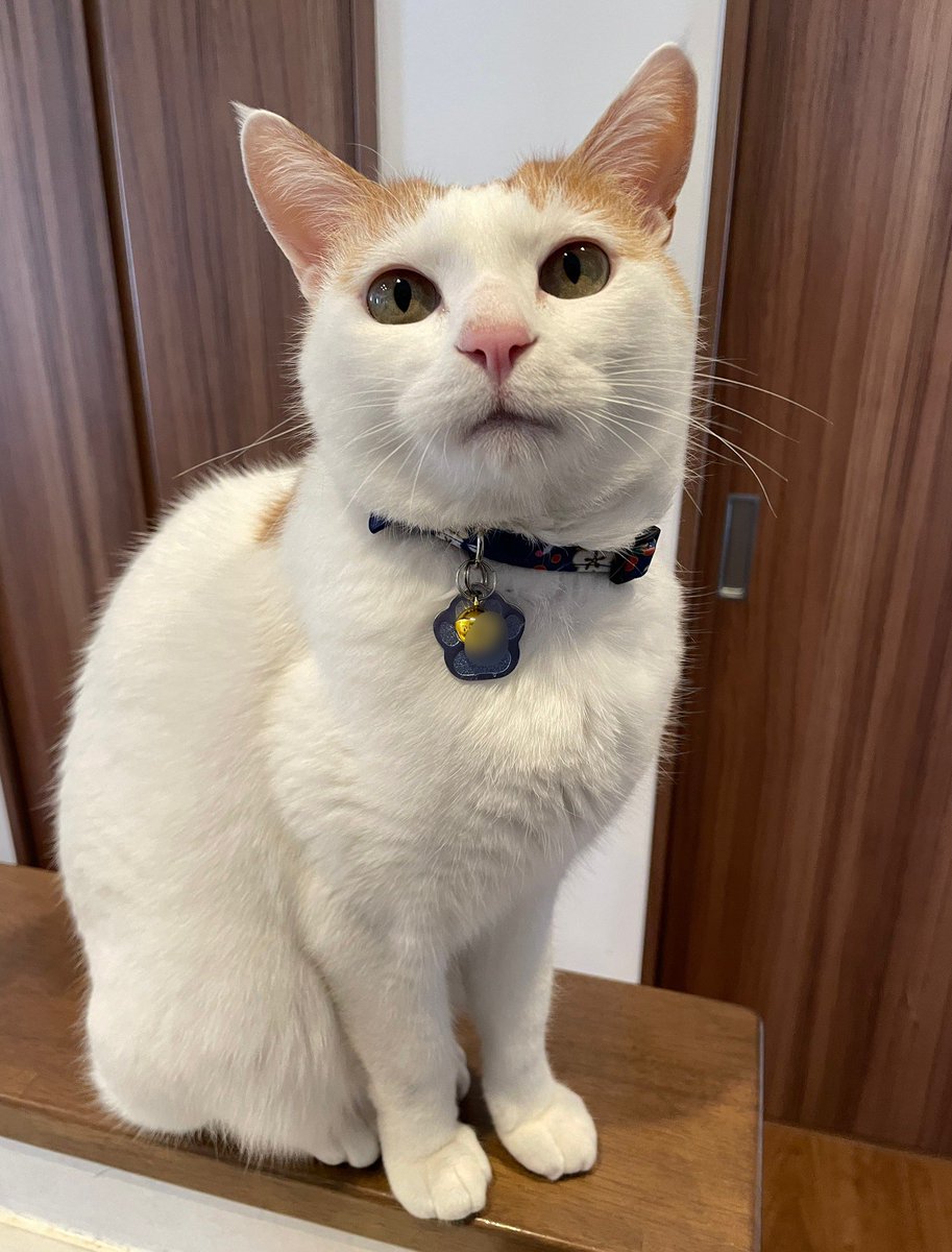 むぎ (@mugi411) / Posts / X