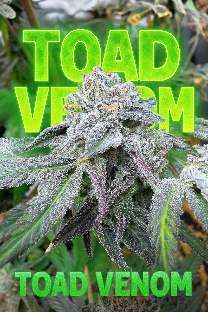 copycat genetics tweet media