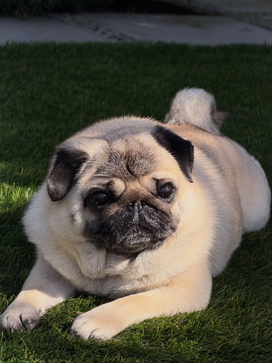 pug