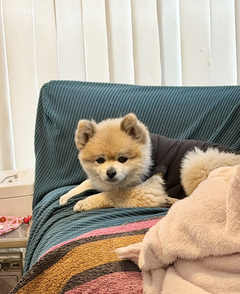 デカポメ🐶⛩️ポルくん🗼 (@AccessoryshopF) / Posts / X