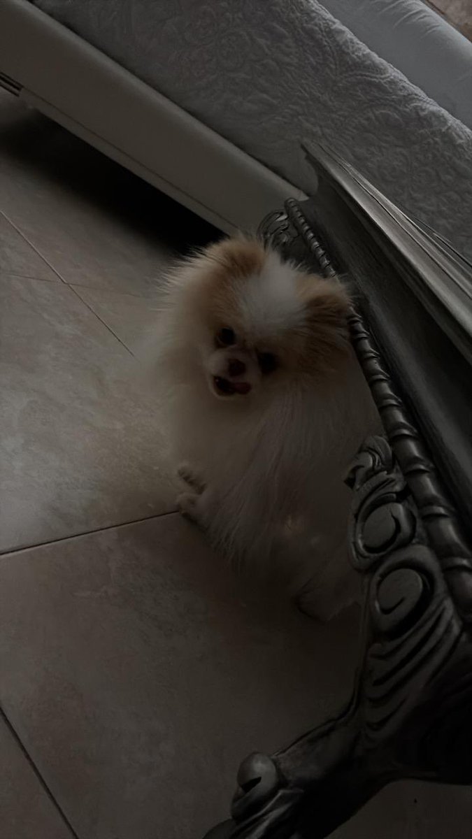 LauraTamesV's tweet image. Con eso de que cabe debajo de todos los muebles, me hace ver mi suerte! 🤦🏻‍♀️ #Honeymoon