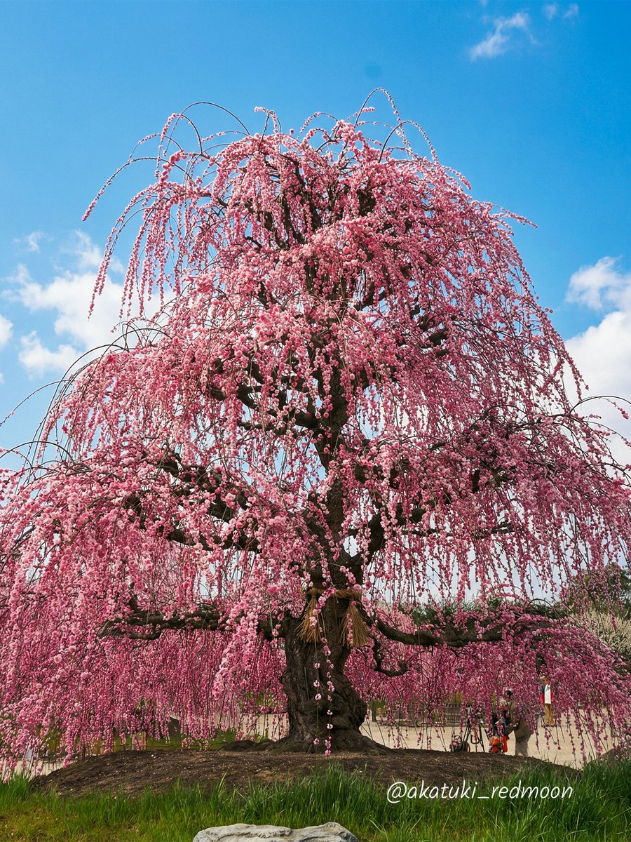 ryu ryu 🍥 ❌No DMs please🍥🐯🎹🎸 fx 🍚🌼🍺… (@ryuryu20981567