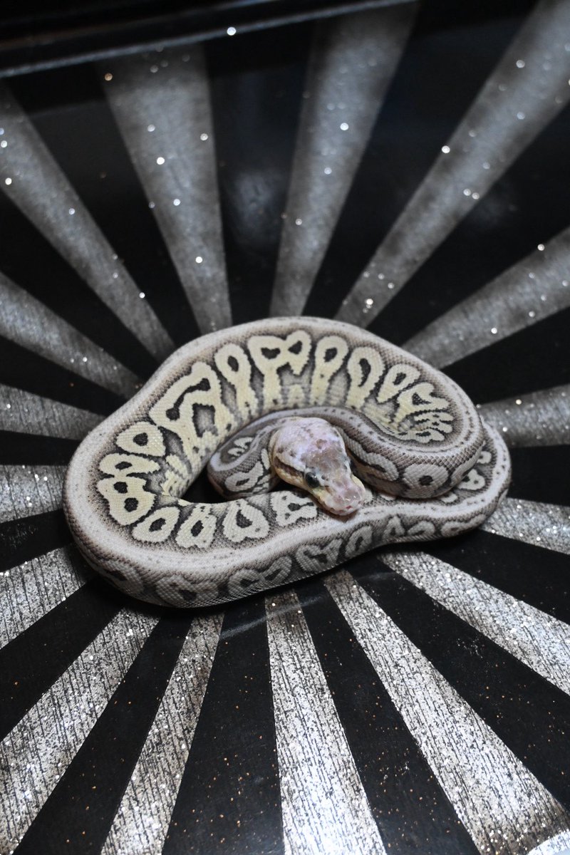 仲村屋 tweet media