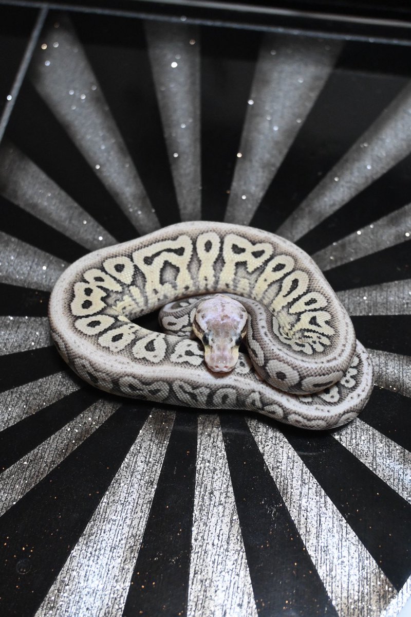 仲村屋 tweet media