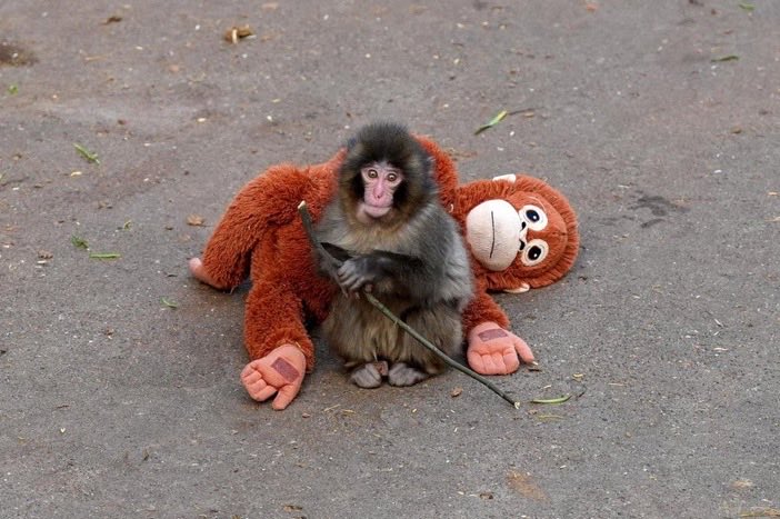 Hello 
<a href="/elonmusk/">Elon Musk</a>
 can you please give support to Punch, the baby Japanese macaque at Ichikawa City Zoo 
<a href="/ichikawa_zoo/">市川市動植物園（公式）</a>
 with the Ikea orangutan as a substitute mother is officially named Punch! He's a boy!