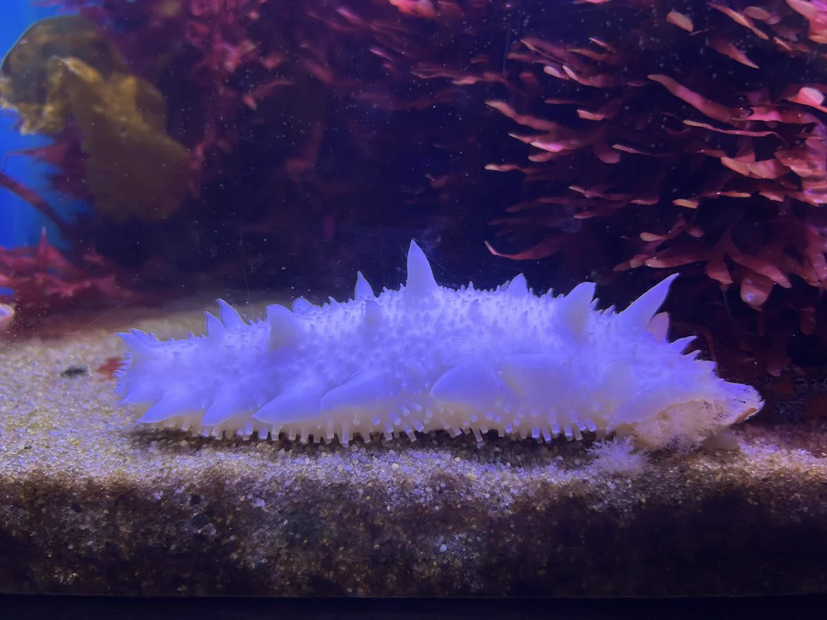 仙台うみの杜水族館公式 on X: 