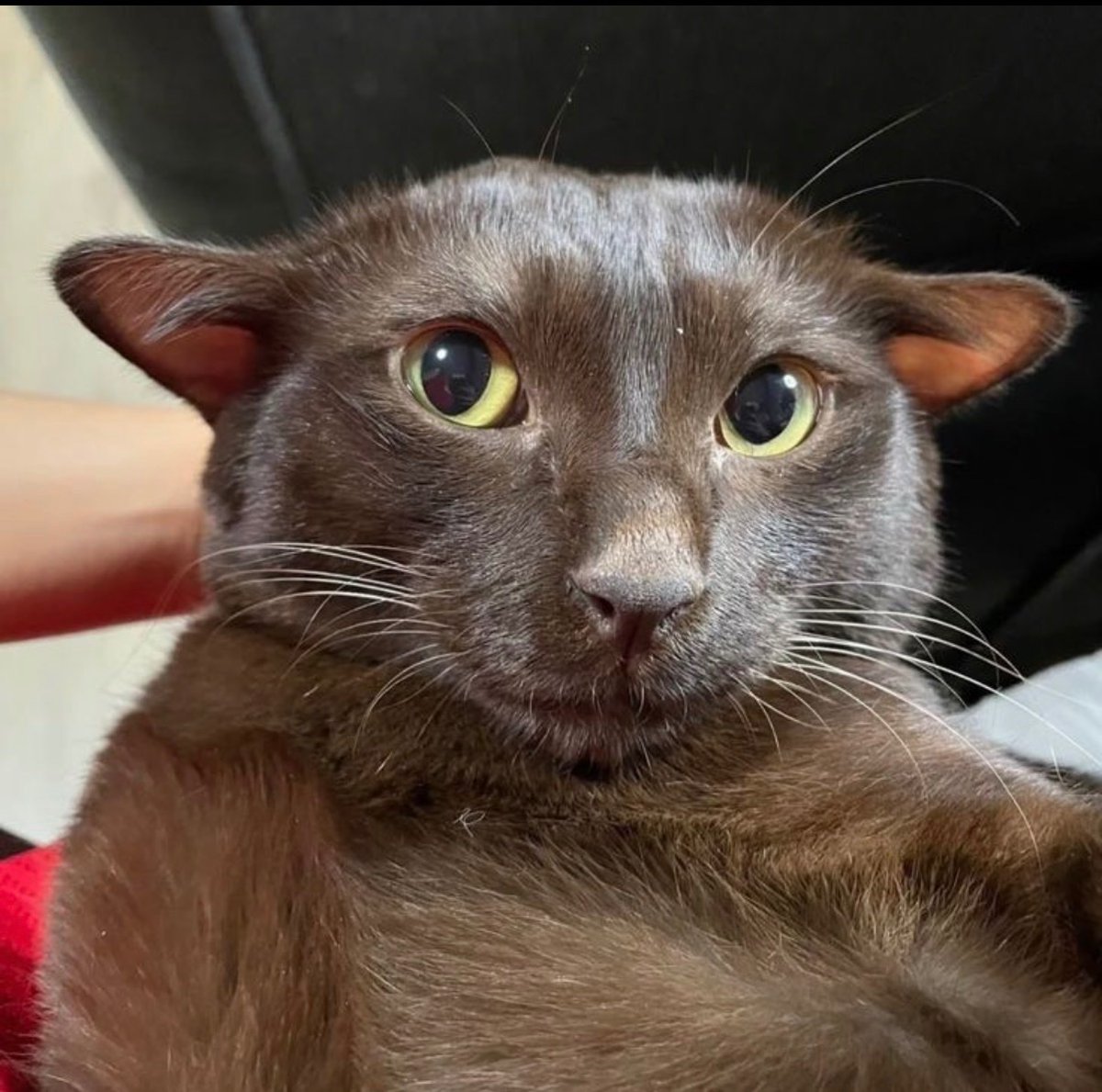 contents that ll heal your depression 🌻 (@catshealdeprsn) on Twitter photo 