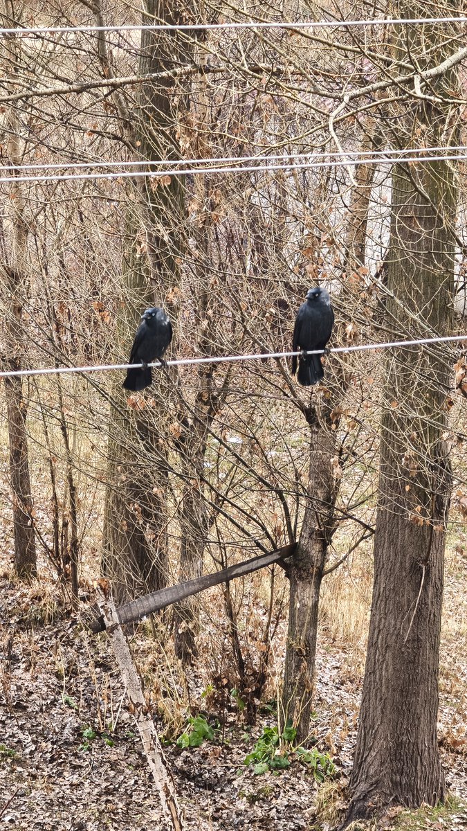 "Yaşlı kişiler ise 'keder bile bir hanımefendinin asaletini unutması için yeterli sebep değildir' diye düşünüyorlardı."
William Faulkner / Emily İçin Bir Gül