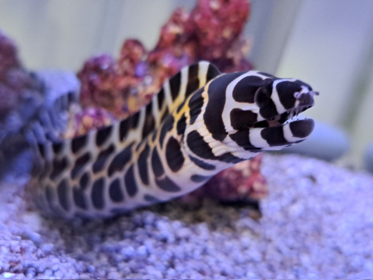 マリン@リミックスインター店 tweet media