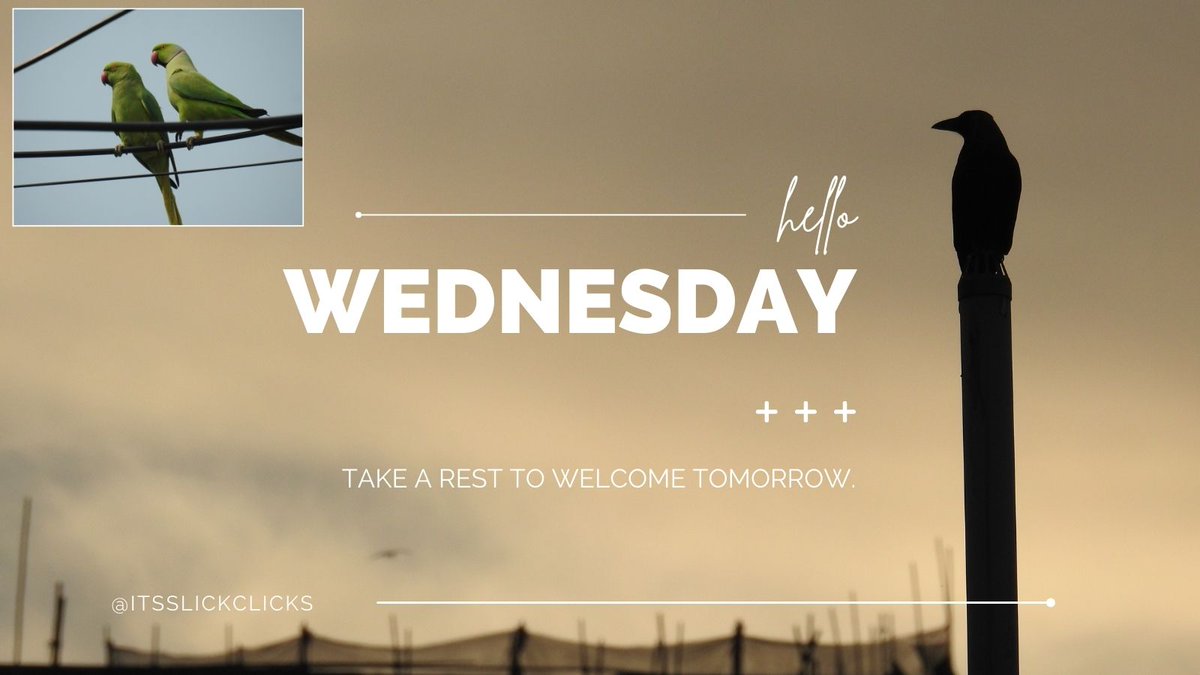 Midweek reminder:
Even the crows know when to just sit still and watch the sky change colors.
Take your rest seriously tonight — Thursday is already sharpening its beak 😌📷WEDNESDAY glow-up loading… zzz
#photographer #birdphotography