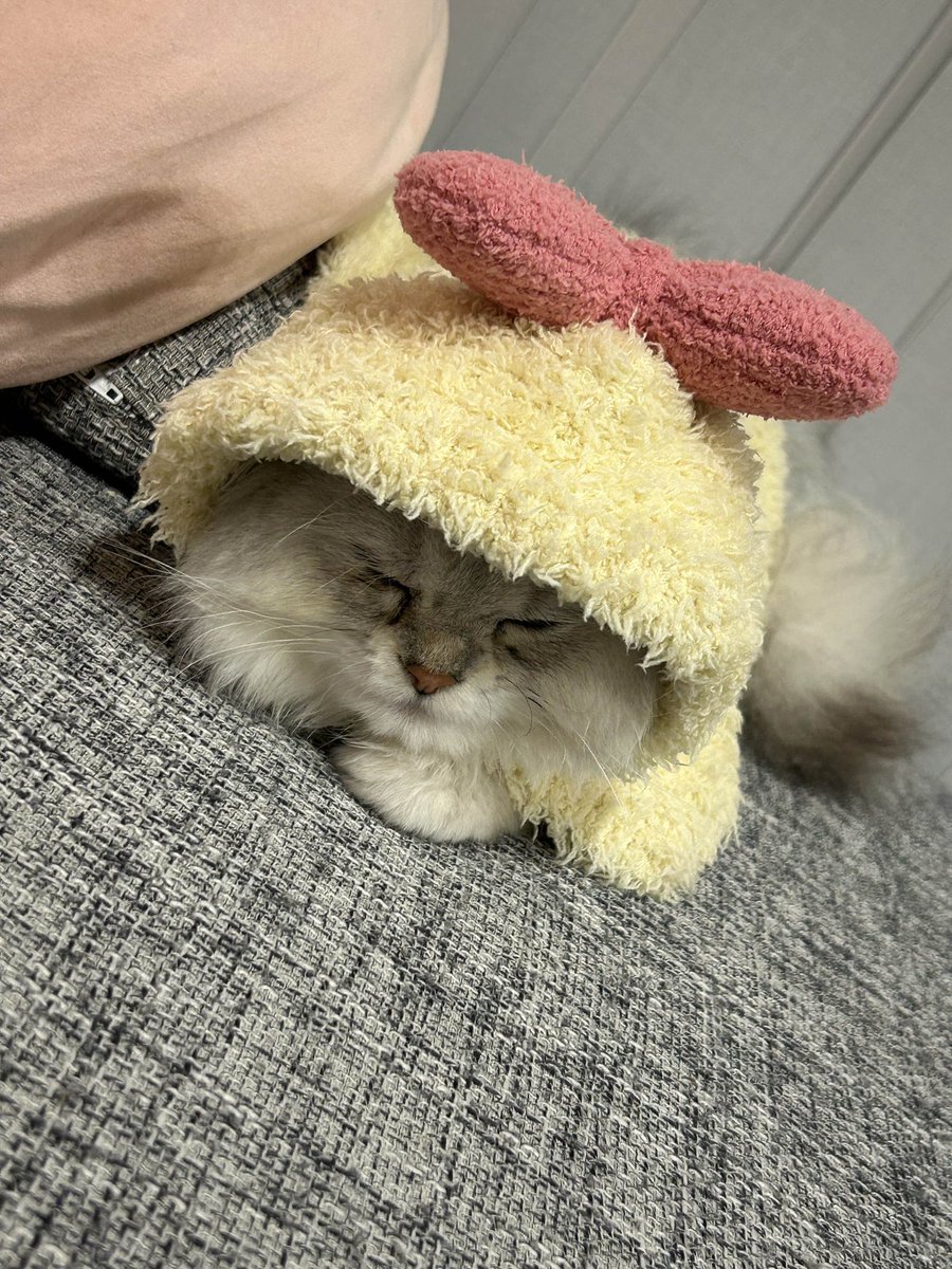 甘乃あもこ💛🌈🥖🌟 (@amoko_official) / Posts / X