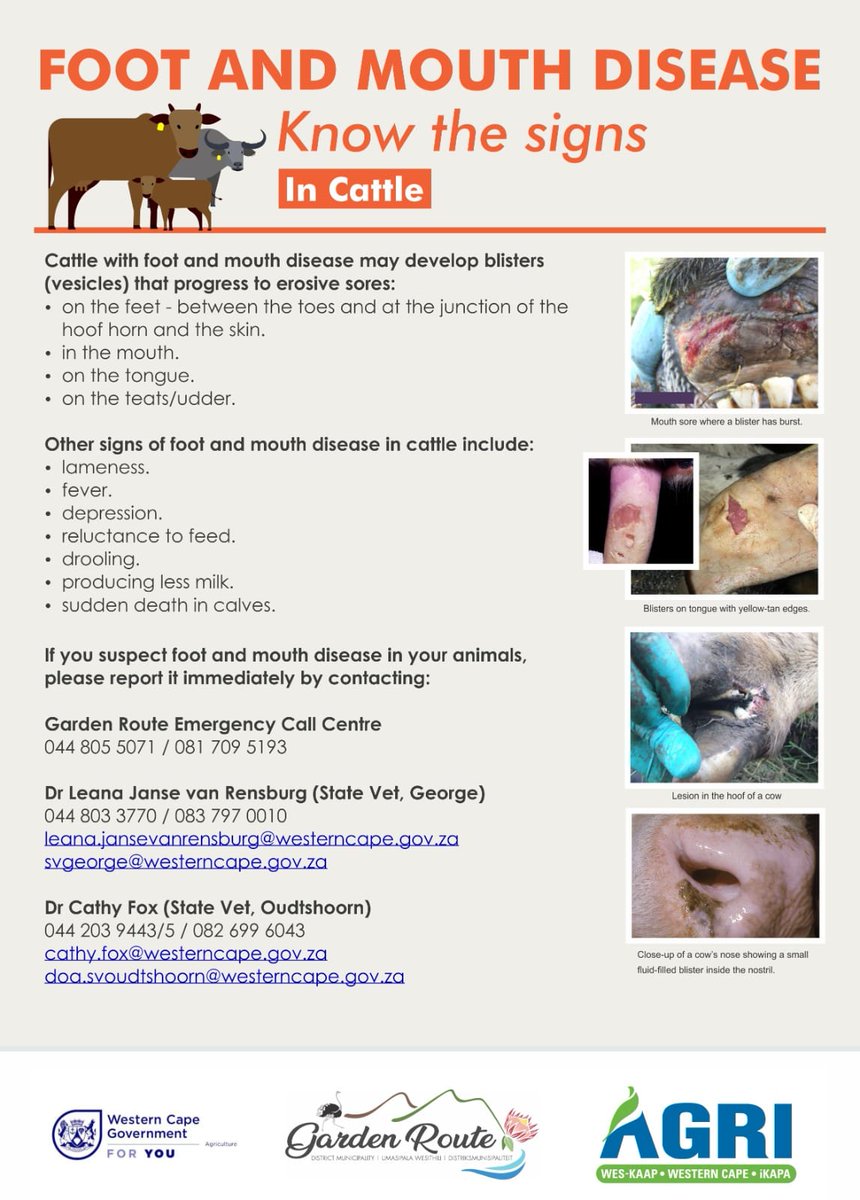 KnysnaMunicipality tweet media