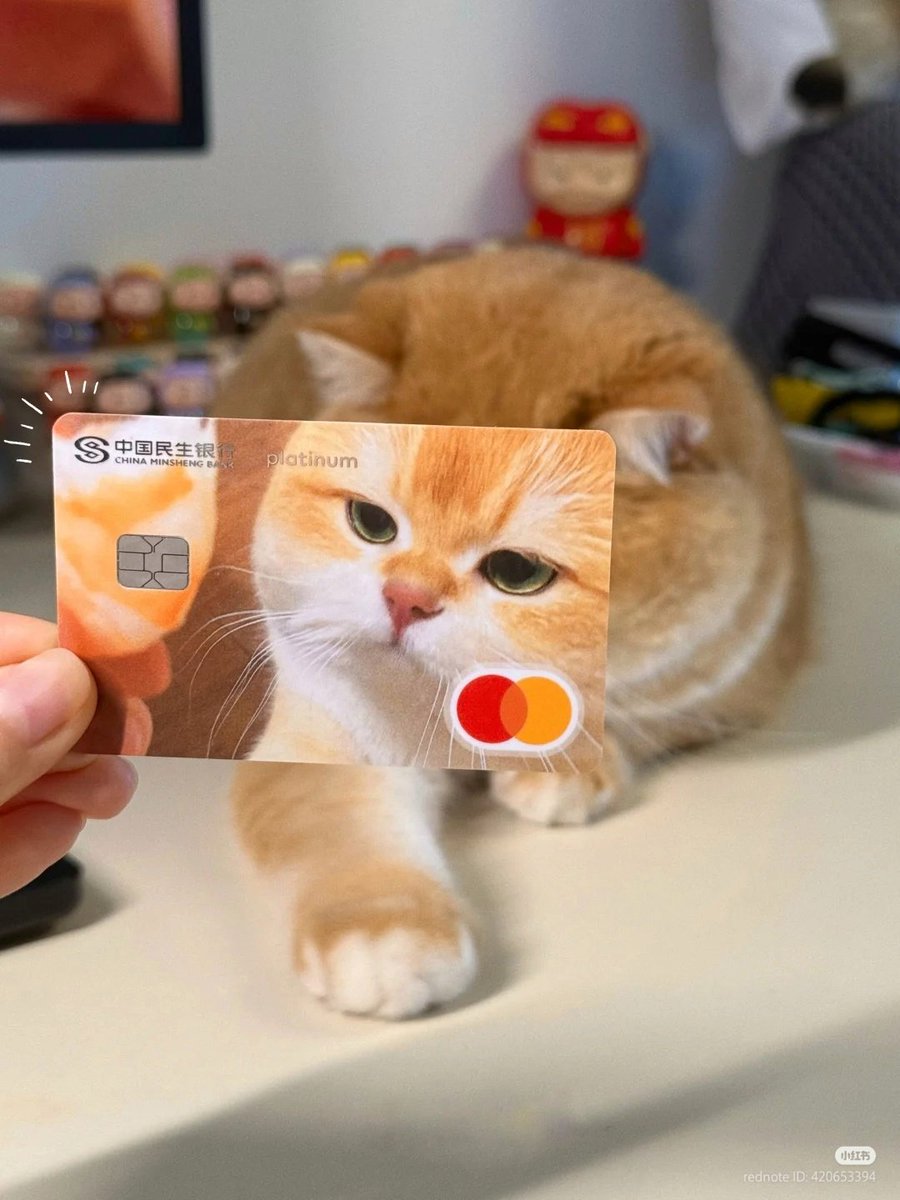 No Context Cats tweet media