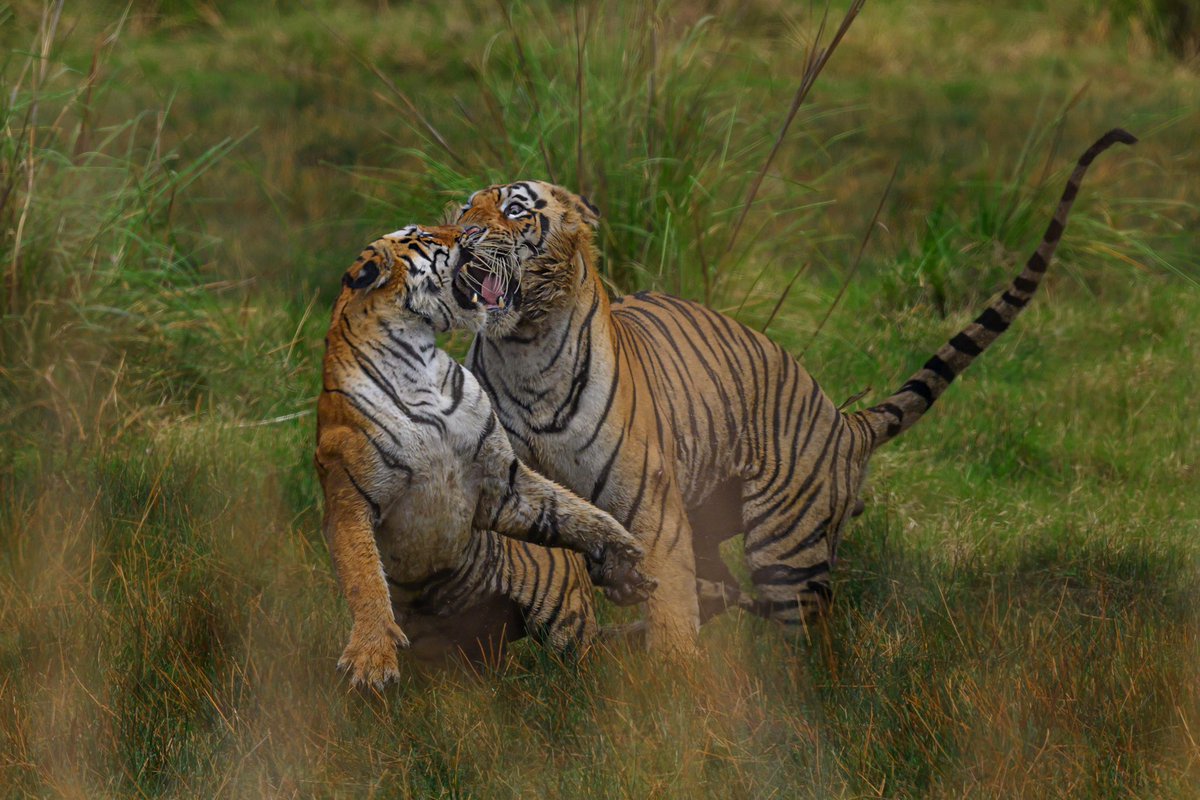 RandeepHooda's tweet image. Power meets passion, the jungle way. 🐅🔥 
#WildWednesday #JungleeHooda #WildLifePhotography #Tiger #WildRandeep #WildLife