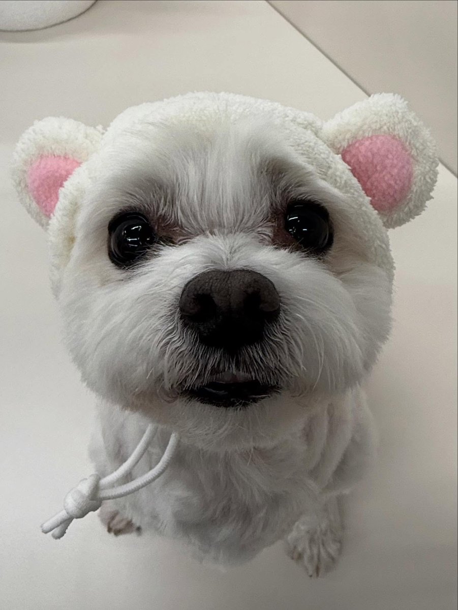 260211 댕글이 인스타🐶

댕글이가 알고보니 곰돌이.?..

🔗instagram.com/p/DUm5hchEhSY/

#댕글이 #DKZ #사지말고입양하세요