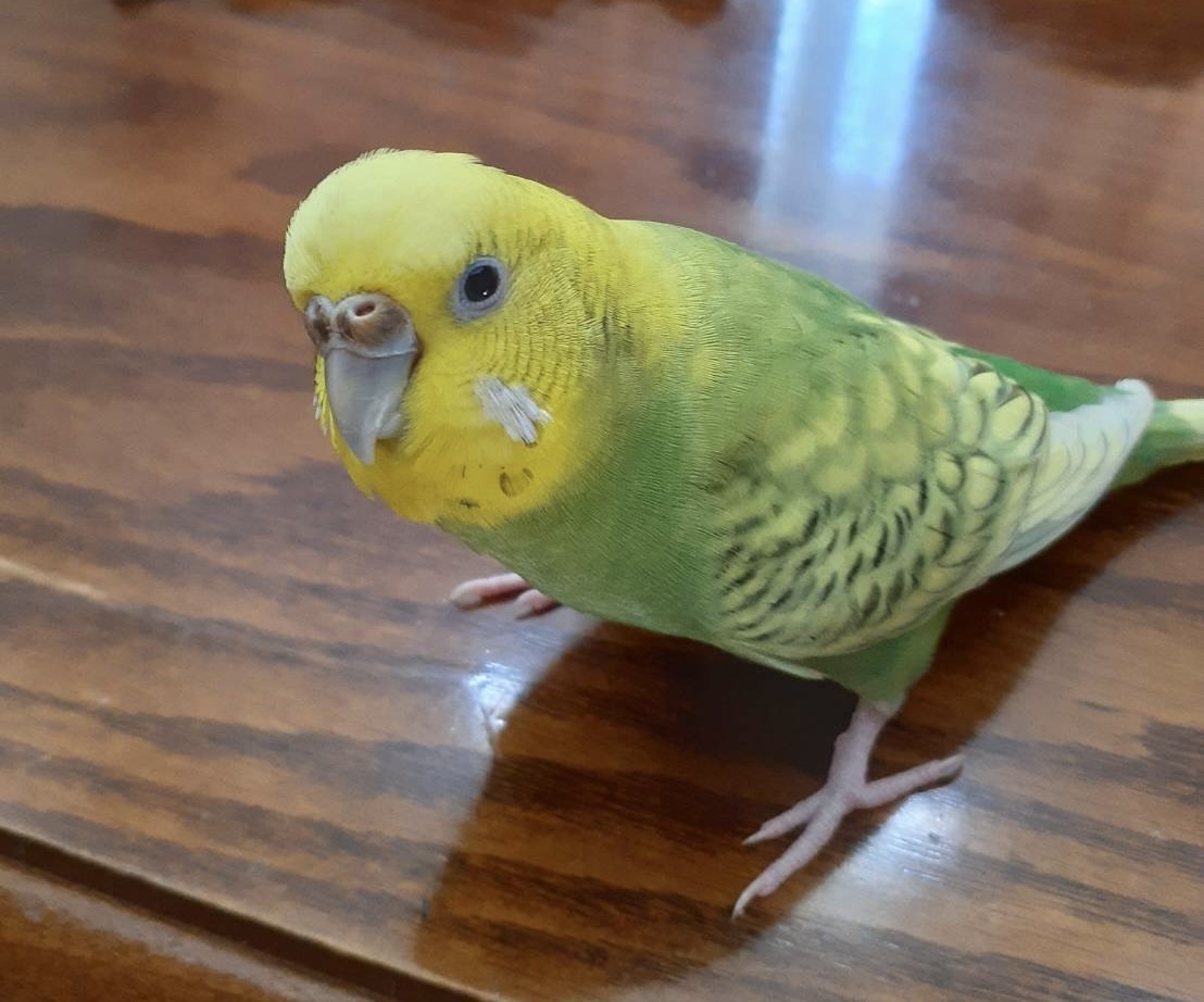 【拡散希望】
セキセイインコの迷子情報です

場所：宮城県仙台市青葉区
日時：26/2/11 10時半頃
名前：クーちゃん
特徴：クーちゃん　と言って自分の名前を喋ります

情報お持ちの方、下記までご連絡を
npotsubasa@tsubasa0615.org
情報拡散のご協力お願いします