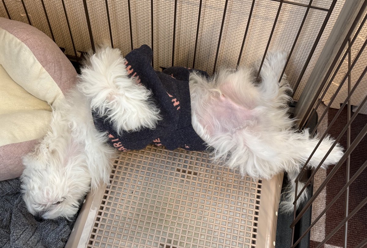 お迎え4日目にしてへそ天しよる😴