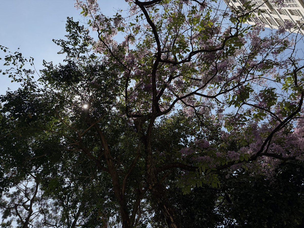 cecilia was the first to go