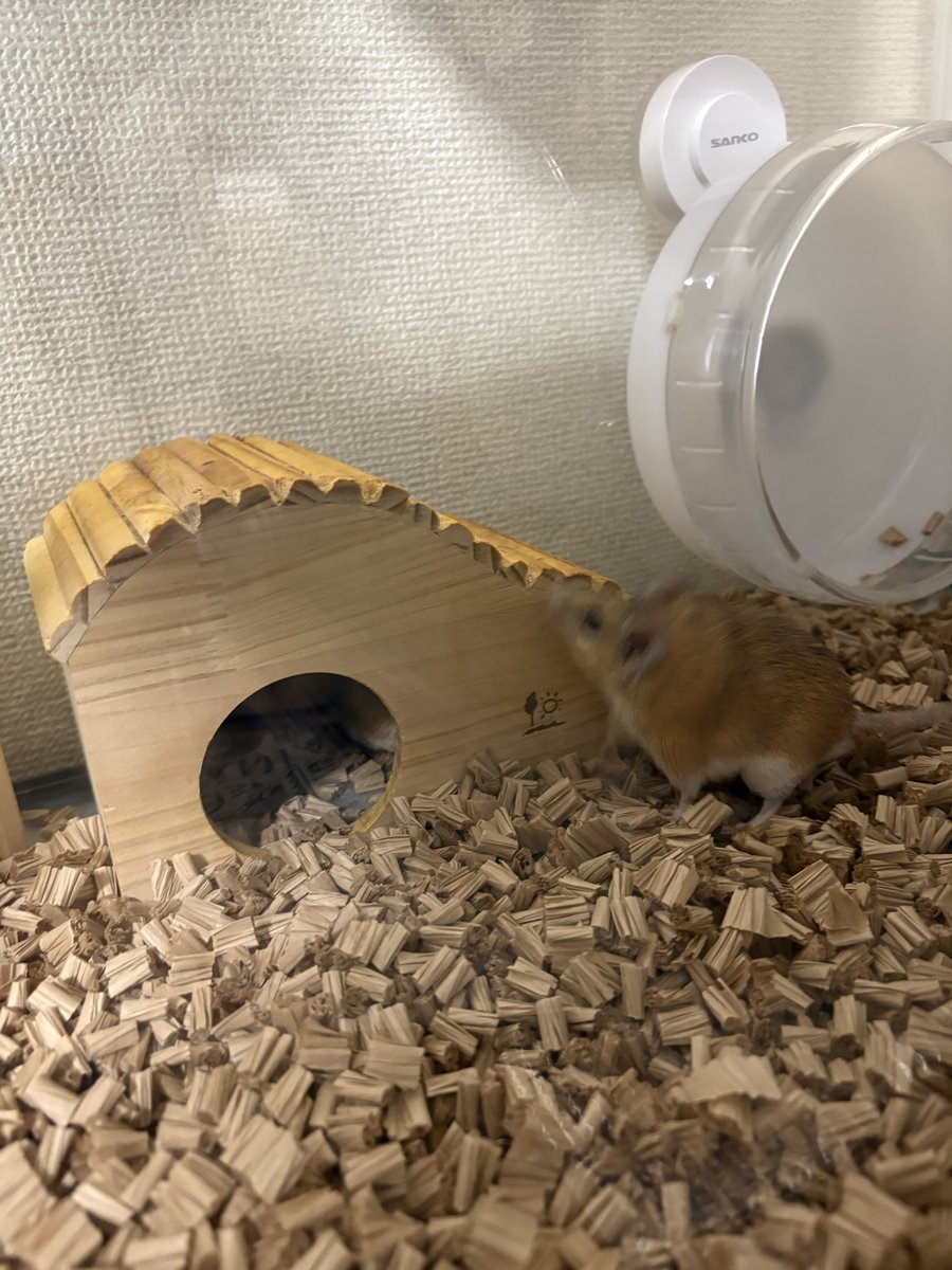 カイロの部屋をお掃除。
床紙が白から茶色に変わったので秋がきたように見えます😂