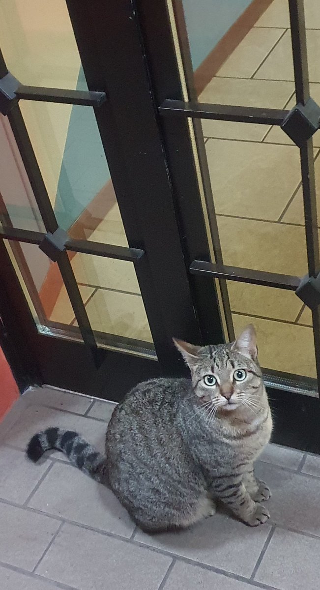 동네 피쩨리아에 가서 피자를 먹고 계산을 하려는데 문이 열린 틈을 타서 고양이 한 마리가 어슬렁어슬렁 들어왔다 바로 쫒겨났다. 그래도 포기하지 않고 문 앞에서 안을 들여다보고 있으려니 셰프님께서 얼른 고양이밥을 가지고 나오시더라는.