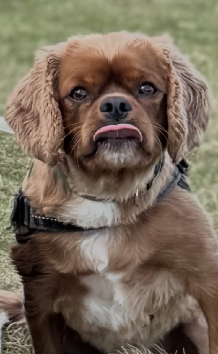 Rodney showing his thoughts on being home from holidays 😭🤣🏴󠁧󠁢󠁳󠁣󠁴󠁿💙🤍