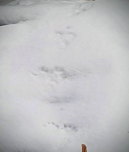 この足跡は熊だったのかな🤔
結構大きかった