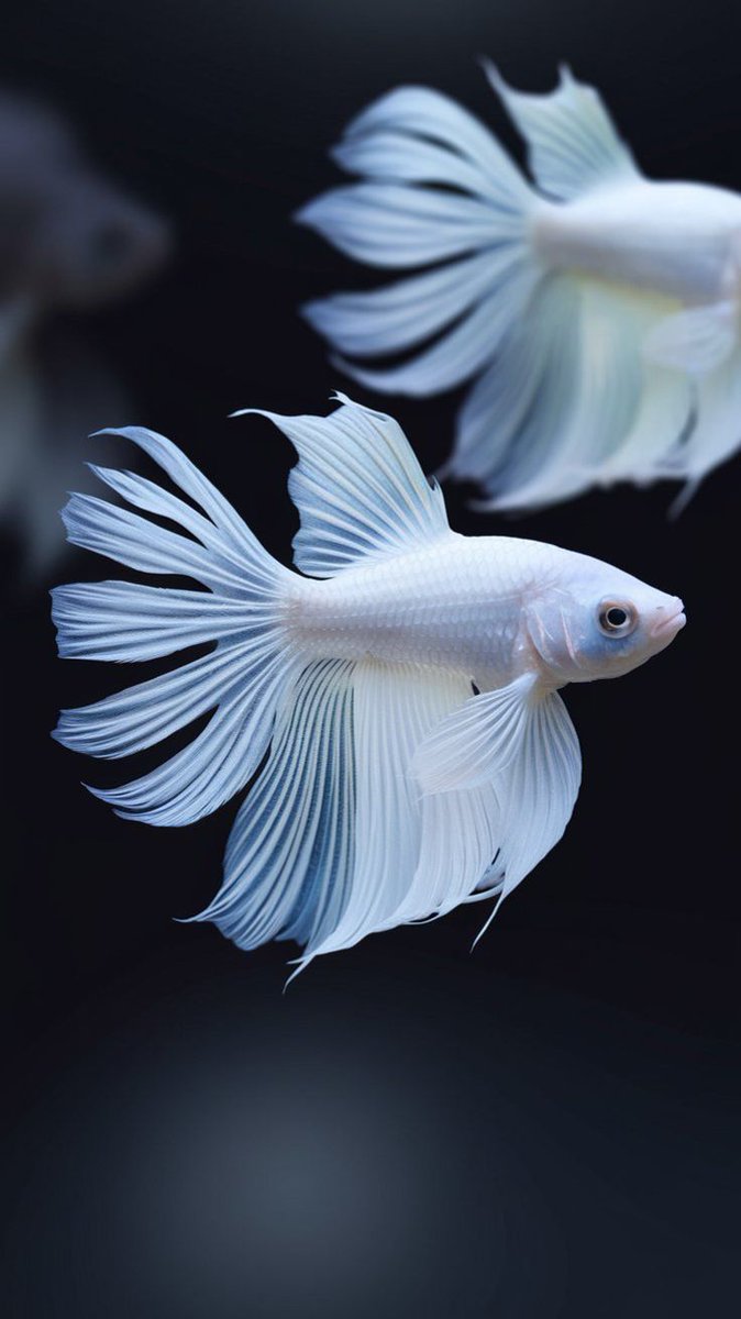 BlueOcean3276's tweet photo. Betta fish 🐟 The fighter beauty 🌊

GETTY 📸 https://t.co/S5ujkBDExO