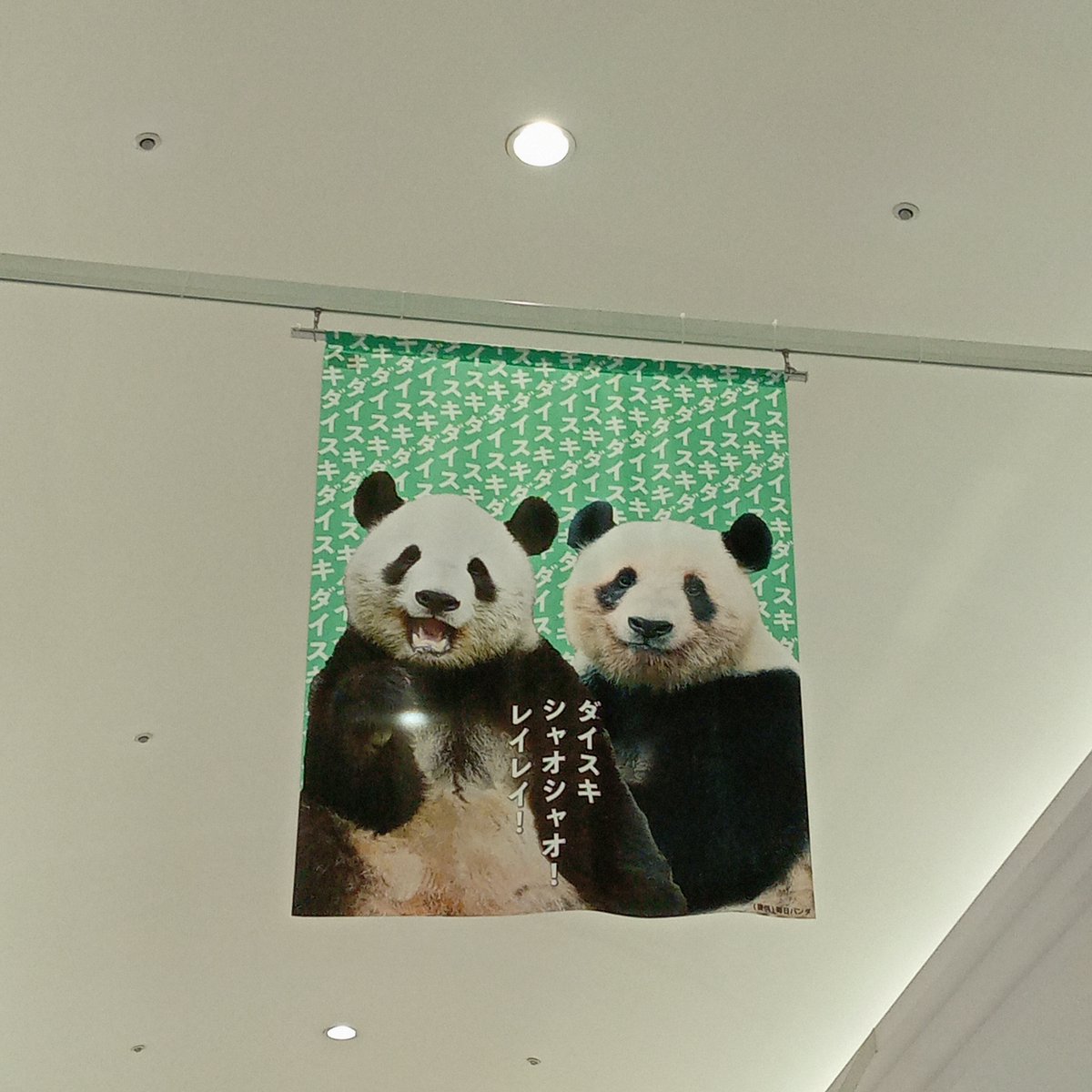 技術評論社パンダ部 (@gihyo_panda) / Posts / X