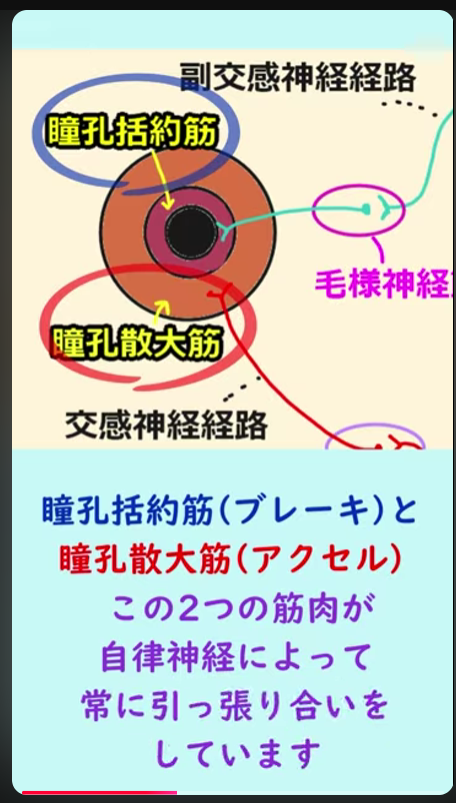 gKVfufVGag98277's tweet photo. 瞳孔径の決定 〜自律神経のシーソー〜 #視能訓練士  #certifiedorthoptist  #神経眼科 #瞳孔 #散瞳　#縮瞳 ... https://t.co/cKVcckMXJz via @YouTube 
往復電車内で一本作れるようになりました https://t.co/snhrEU5z0f