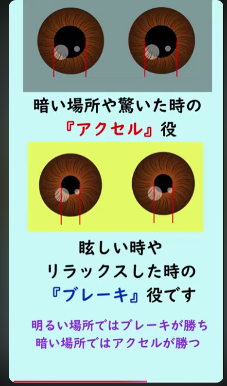 gKVfufVGag98277's tweet photo. 瞳孔径の決定 〜自律神経のシーソー〜 #視能訓練士  #certifiedorthoptist  #神経眼科 #瞳孔 #散瞳　#縮瞳 ... https://t.co/cKVcckMXJz via @YouTube 
往復電車内で一本作れるようになりました https://t.co/snhrEU5z0f
