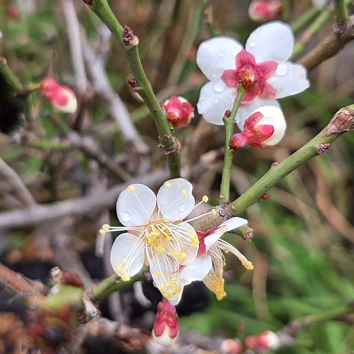 出掛けた先で咲いていた白梅 雨に濡れたその姿も美しかった