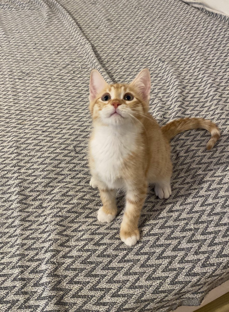 Balbazar hala yuvasız, kardeşiyle birlikte yuvalanıp geri dönmüştü biliyorsunuz. Ömürlük, kedi bakmanın asgari sorumluluklarının bilincinde, onu çok sevecek ailesini arıyoruz hala.