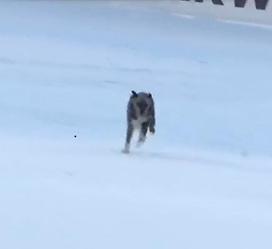 Alawy White tweet media