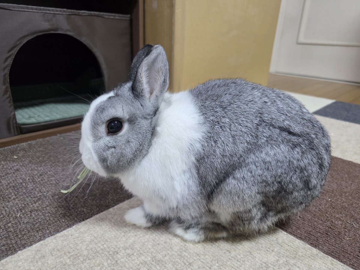 こんにちは😊🐰🐰🐰🐰 今日も寒いですね😖🍃☔ #うさぎ